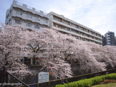 TOKYO桜散歩